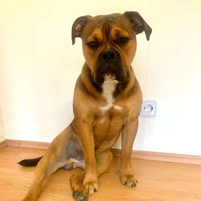 Hundetreffen-Welpe möchte spielen und lernen