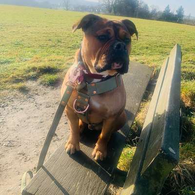 Hundetreffen-Welpe möchte spielen und lernen