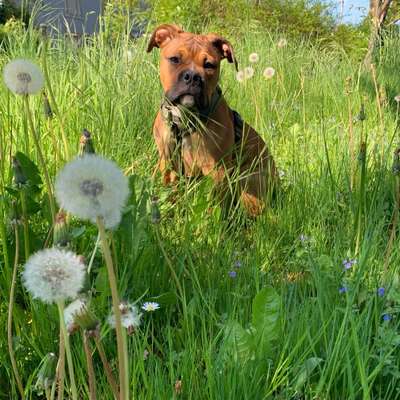 Hundetreffen-Welpe möchte spielen und lernen