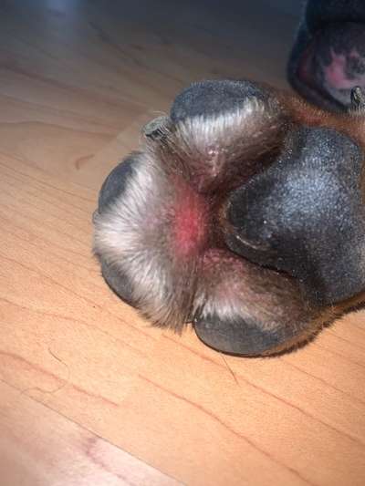 Ballen gerissen. Jetzt gerötet.-Beitrag-Bild