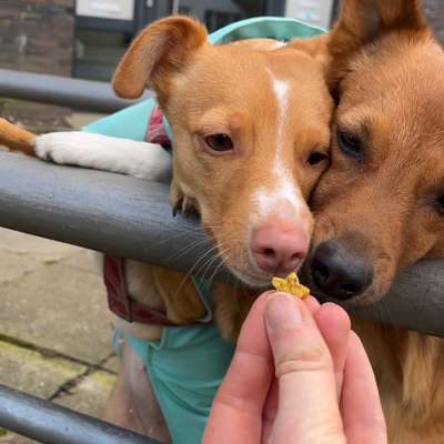 Hundetreffen-Gemeinsame Spaziergänge-Bild