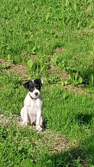 Welpen Bilder !-Beitrag-Bild