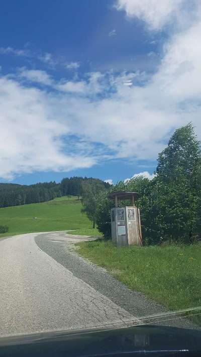 Hundetreffen-Spazieren auf der Saualpe-Bild