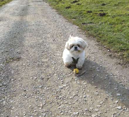 Hundetreffen-Zusammen spazieren gehen-Bild