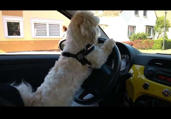 Foto Challenge Thema "Hunde im Auto"-Beitrag-Bild