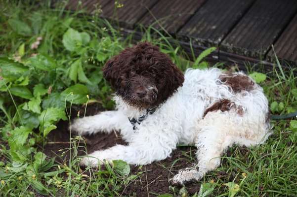 Lagotto Romagnolo Besitzer-Beitrag-Bild