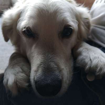 Hundetreffen-Spaziergang, Hunderunde, social Walk-Bild