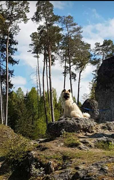 Eurasier-Beitrag-Bild