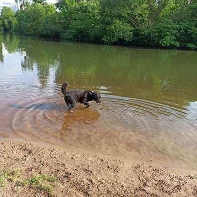 Hundetreffen-Entspannte Gassi Runden-Bild