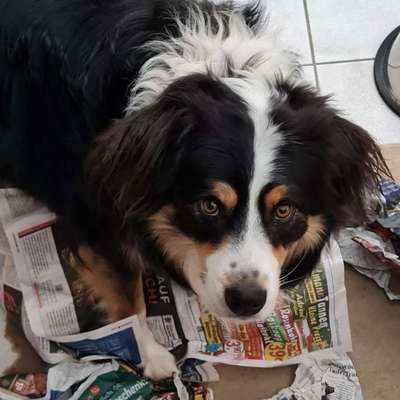 aktuelles Foto Gruppe Australian Shepherd