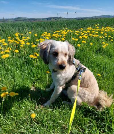 Hundetreffen-Suche Hundekumpel...-Bild