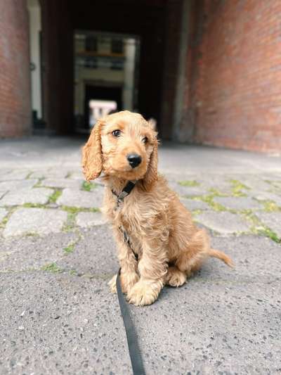 Hundetreffen-Playdate with puppy cockapoo-Bild