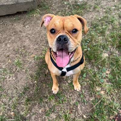 Hundetreffen-Sunny sucht eine Hundefreundschaft-Bild