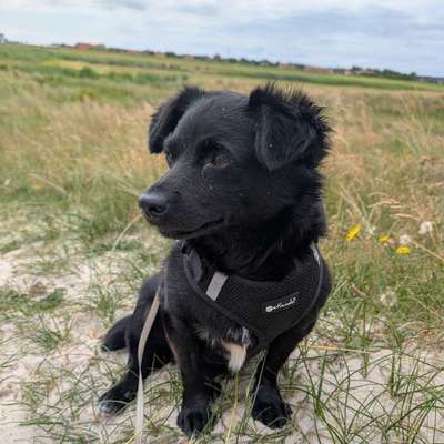 Hundetreffen-Sonntagsrunde-Bild