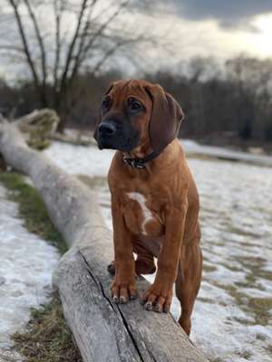 Hundetreffen-Welpentreff Neuhausen-Bild