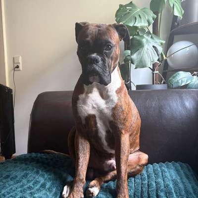 Hundetreffen-Gassi gehen und sozialisieren-Bild