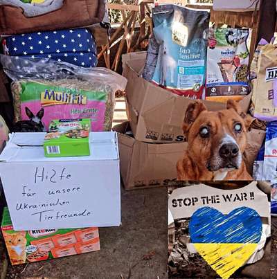 Hilfe für Hunde in der Ukraine-Beitrag-Bild