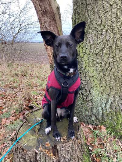 Podencomischling oder Podenco-Beitrag-Bild