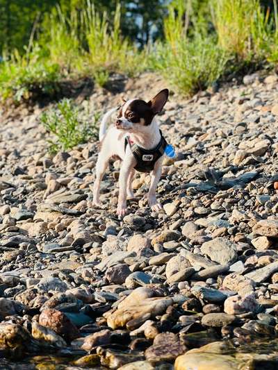 Wo sind die Chihuahua Besitzer ?-Beitrag-Bild