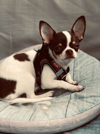 Wo sind die Chihuahua Besitzer ?-Beitrag-Bild