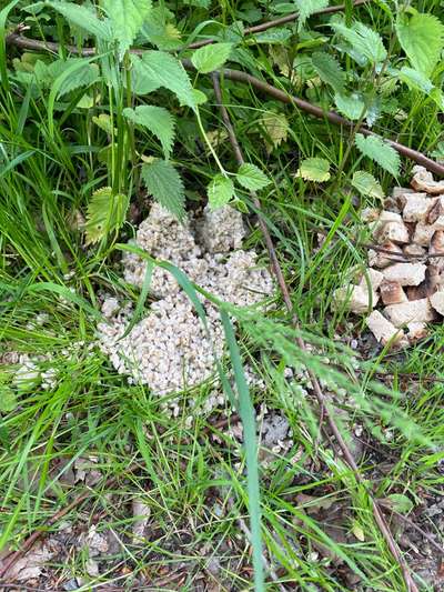 Giftköder-Essensreste im Seewald Friedrichshafen-Bild