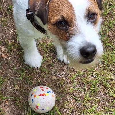 Hundetreffen-Spielen und toben in umzäunten Garten.-Bild
