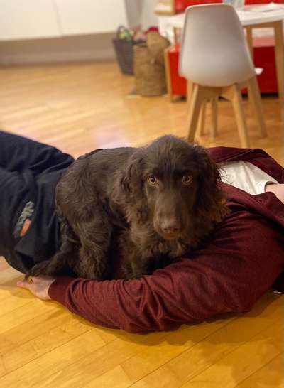 Cockerpoo (Englischer Cockerspaniel +Pudel)-Beitrag-Bild