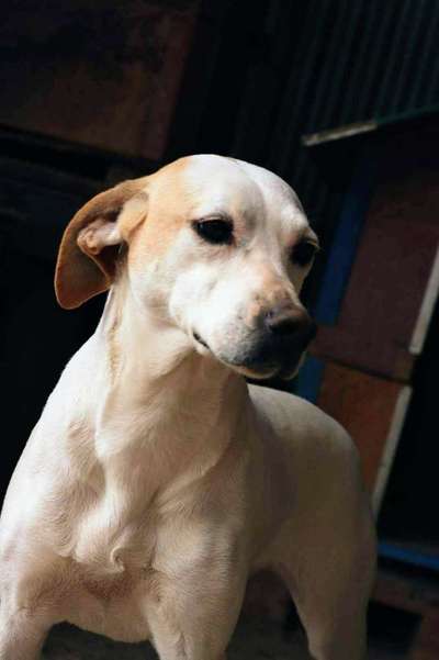 Deine Frage an einen Hundetrainer (Dogorama Webinar)-Beitrag-Bild