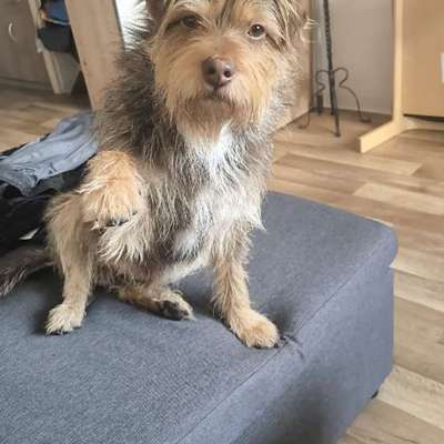 Hundetreffen-Hundesitter ehrenamtlich-Bild