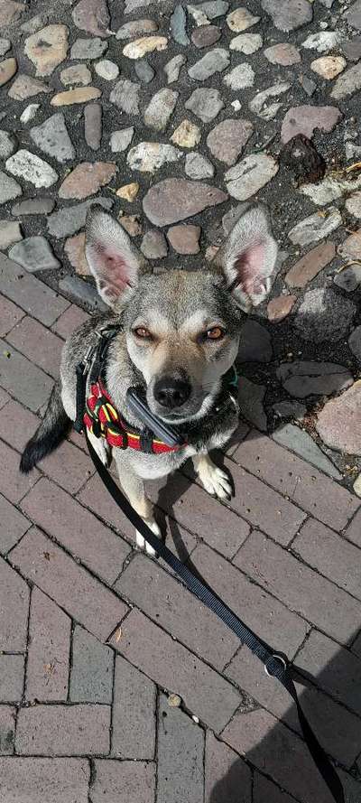 TierschutzhundeStammtisch🐕-Beitrag-Bild