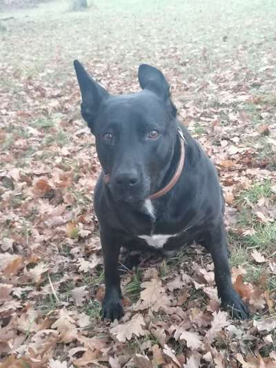 TierschutzhundeStammtisch🐕-Beitrag-Bild