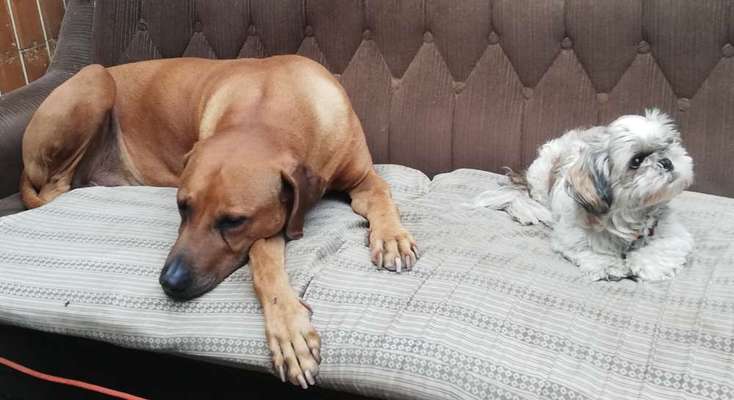 Rhodesian Ridgeback-Beitrag-Bild