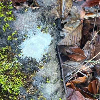 Giftköder-Verdächtiges weißes Pulver am Wegrand-Bild