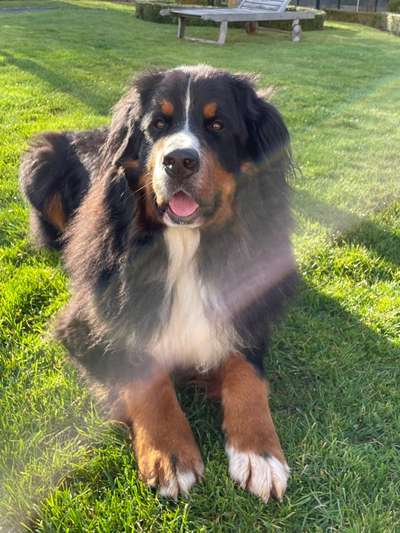 Berner Sennen-Beitrag-Bild