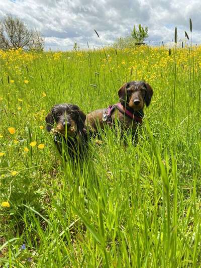 Die Dogorama Monats Challenge "Es grünt und blüht"-Beitrag-Bild