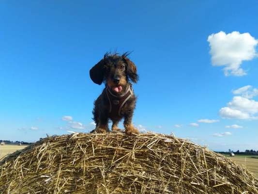 Die Dogorama Kalender Challenge 4/4-Beitrag-Bild