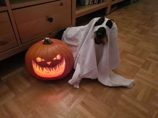 Fotochallange Nr.53 "HALLOWEEN"-Beitrag-Bild