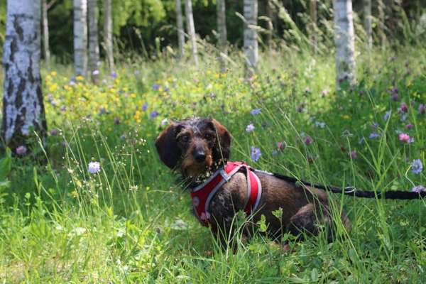 Dein Hund im Dogorama-Kalender 2021-Beitrag-Bild