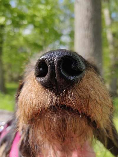 Zeigt her eure Hundenasen-Beitrag-Bild