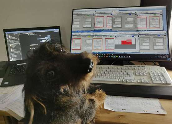 Fotochallenge 28 -Hunde im Homeoffice-Beitrag-Bild