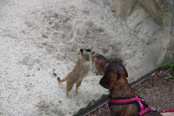 Fotochallenge Nr. 51 "Euer Hund mit anderen Tieren"-Beitrag-Bild