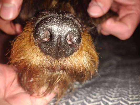 Umfrage zur relativen Schnauzenlänge-Beitrag-Bild