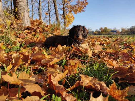 Die Dogorama Kalender Challenge Teil 1/4-Beitrag-Bild