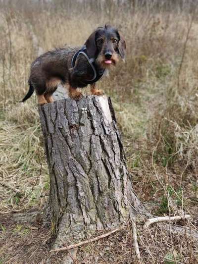 Dein Hund im Dogorama-Kalender 2021-Beitrag-Bild