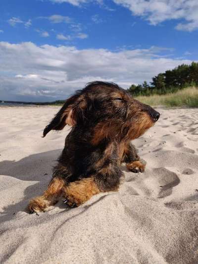 Dein Hund im Dogorama-Kalender 2021-Beitrag-Bild