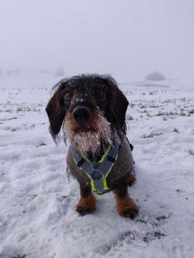 Die Dogorama Kalender Challenge Teil 2/4-Beitrag-Bild