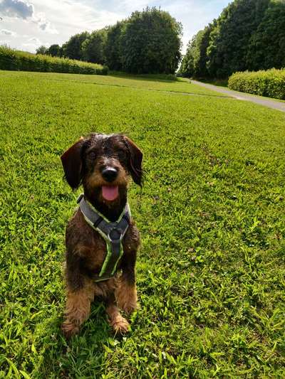 Dogorama Blog Challenge: Hundetricks-Beitrag-Bild