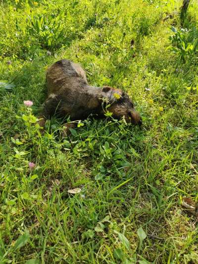 Fotochallenge No. 26                                     Wald und Wiese-Beitrag-Bild