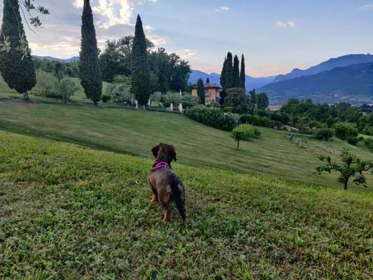 Die Dogorama Wochen Challenge: “Dein Hund im Urlaub”-Beitrag-Bild