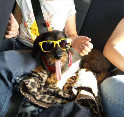 Hunde Memes-Beitrag-Bild